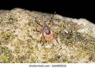 A Black Legged Tick, Ixodida. Ticks Are Parasitic Arachnids  That Suck Blood And Can Pass On The Bacteria Which Causes Lymes Disease. Often Ticks Are Species Specific, Ie. Dog Ticks, Deer Ticks Etc.