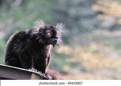 Black Lemur