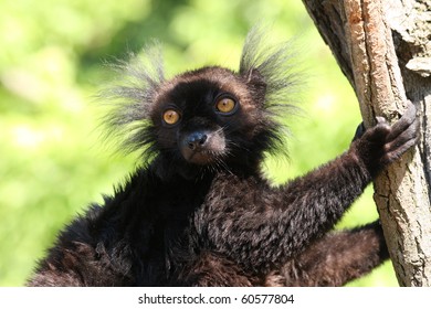 Black Lemur