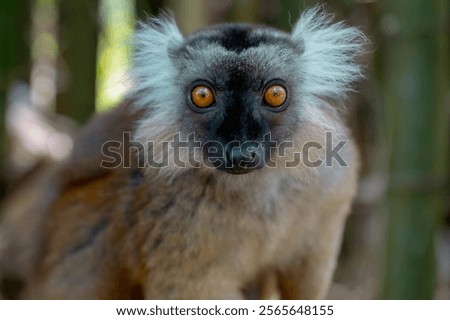 Black lemur (Eulemur macaco), female Madagascar nature.
