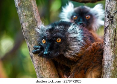 Black Lemur – Female And Baby , Portrait (Eulemur Macaco), Madagascar Nature.