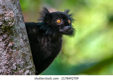 Black Lemur – Male , Portrait (Eulemur Macaco), Madagascar Nature.