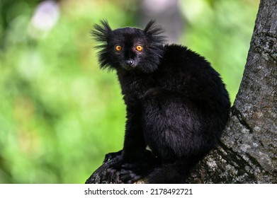 Black lemur – male , portrait (Eulemur macaco), Madagascar nature.