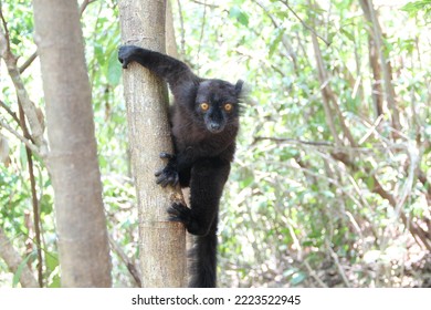 Black Lemur On The Island Of Nosy Be In Madagascar