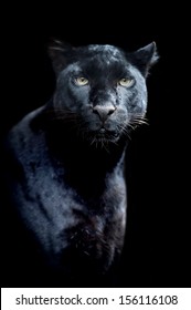 Black leopard