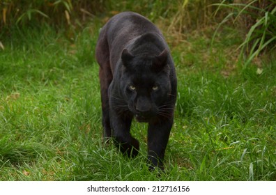 Black Leopard