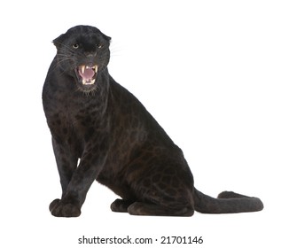 Black Leopard (6 years) in front of a white background