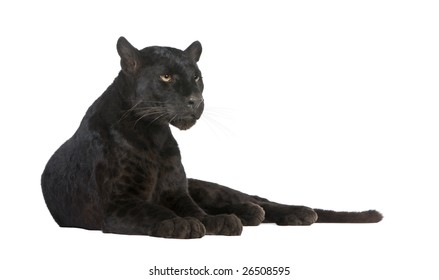 Black Leopard (6 years) in front of a white background