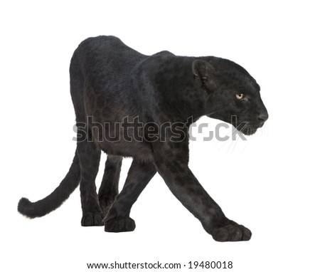 Black Leopard (6 years) in front of a white background