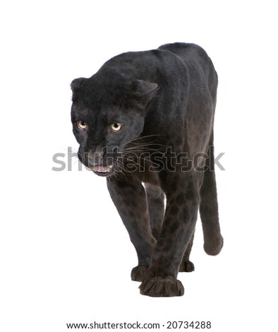 Black Leopard (6 years) in front of a white background