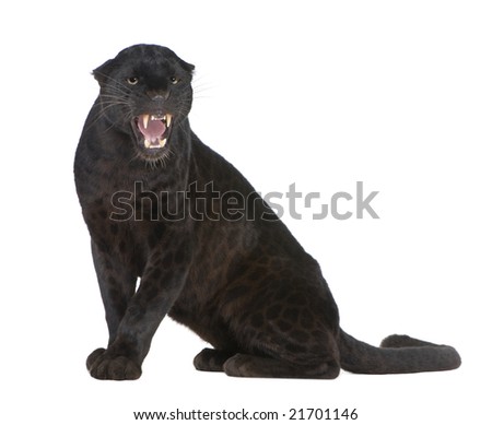 Black Leopard (6 years) in front of a white background
