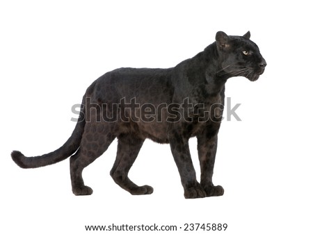Black Leopard (6 years) in front of a white background