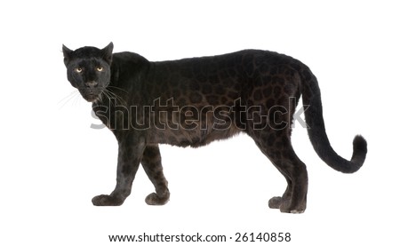 Black Leopard (6 years) in front of a white background