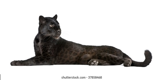 Black And White Panther Images Stock Photos Vectors Shutterstock
