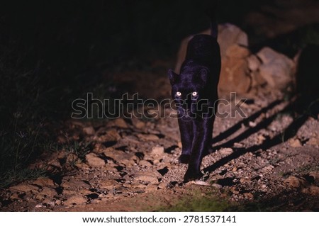 Black leopard approaches camera casting long shadow