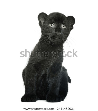 Black Leopard cub sitting, 3 weeks old, isolated on white
