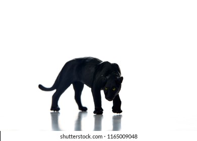 Panther Front View Images Stock Photos Vectors Shutterstock