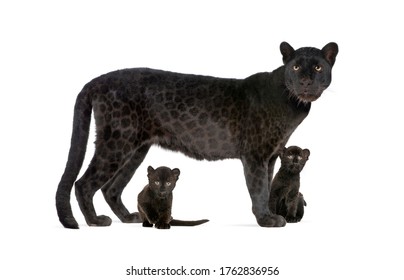 Black Leopard With Her Cubs, Isolated