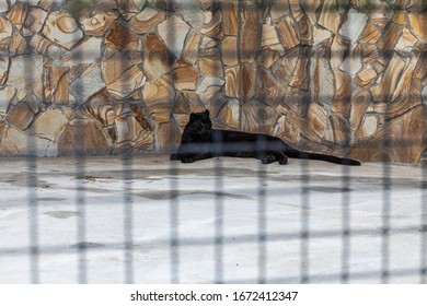 Black Leopard Lying Inside The Cage