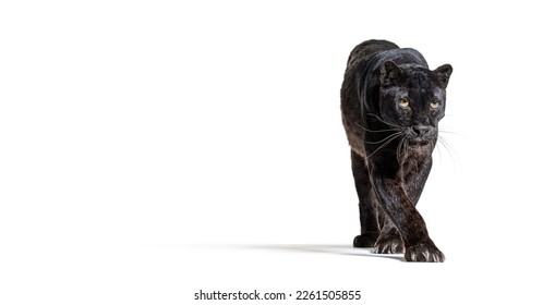 black leopard, panthera pardus, walking towards at the camera, benner with large copy space, isolated on white
