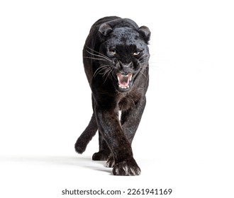 black leopard, panthera pardus, walking towards, staring at the camera and showing his teeth, isolated on white