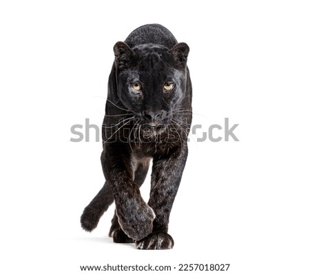 black leopard, panthera pardus, walking towards the camera and staring at the camera, isolated on white