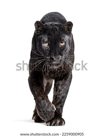 black leopard, panthera pardus, walking towards and staring at the camera, isolated on white