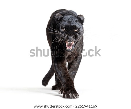 black leopard, panthera pardus, walking towards, staring at the camera and showing his teeth, isolated on white