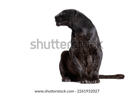 Black Leopard, sitting, looking away, isolated on white