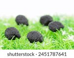 black licorice sheeps on green grass 