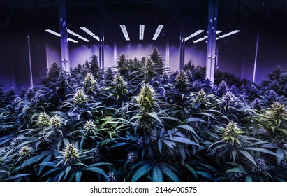 Black Light Cannabis Lab For THC In Marijuana Tree For Alternative Medicine Science Lab In Phamacy Industry