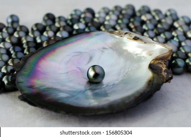 Black lip oyster shell with black pearl (pintada margaritifera-cumingi). Studio shot isolated on white background. No people. Copy space