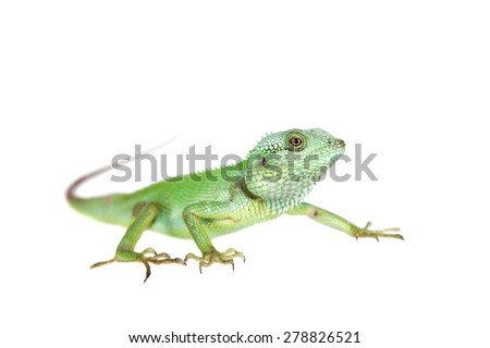 Black lipped Lizard, Calotes nigrilabris, on white