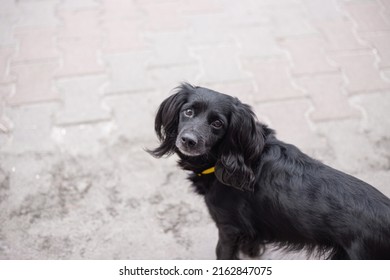 Black Little Cute Dog. Homeless Dog.   Walking With Pet Outside. Street Dog With Sad Look For Adoption