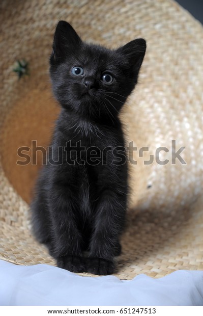 Petit Chaton Noir Assis Photo De Stock Modifiable