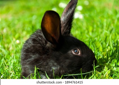 Beachside bunnies