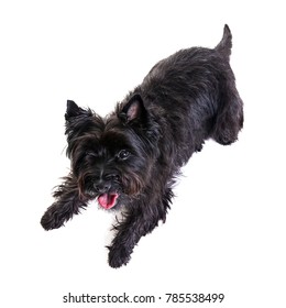 Black Little Terrier Lying Down In White Background .view From Above