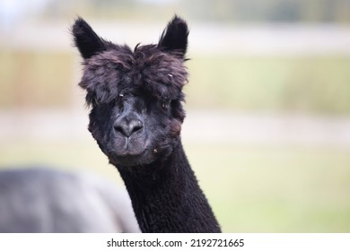 Black Llama In Ansen, Netherlands

