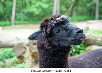 Black Llama Muzzle Natural Background Outdoors