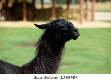 Black Llama In Nature Park On Sunny Day In Green Grass