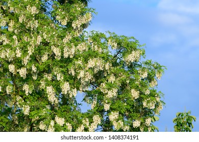 Robinia Pseudoacacia Hd Stock Images Shutterstock