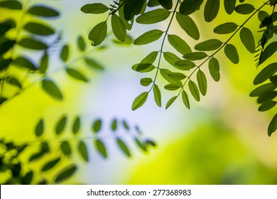 Black Locust Leafs