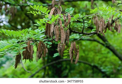 Black Locust Seed Pods