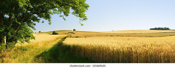 Black Locust Tree beside Ripe Wheat Field in Summer Landscape