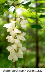 Black Locust Tree Blossoms