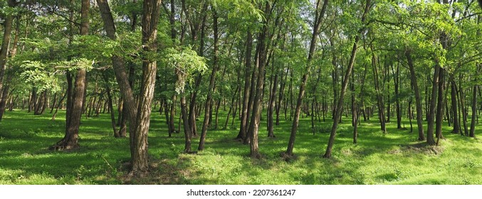 Black Locust Tree Forest In Summer