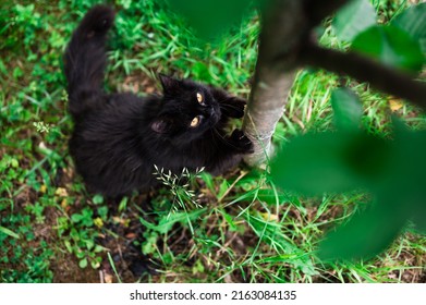 Black long hair cat sharpening claws on cherry tree trunk in garden, pealing bark off, high angle view