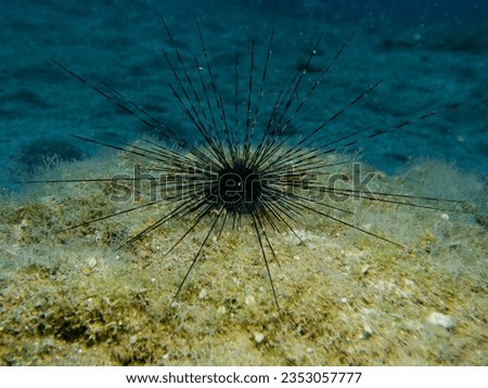 Black Long spined sea urchin
