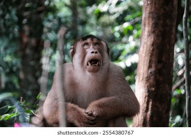 Black long tail monkey. Bukit Lawang on the island of Sumatra in Indonesia 