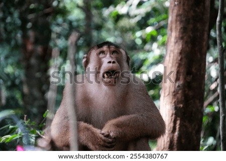 Black long tail monkey. Bukit Lawang on the island of Sumatra in Indonesia 